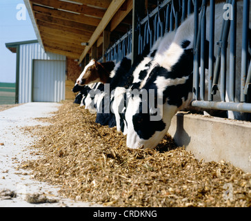 NEUE VA STIL HEIFER SCHEUNE / PENNSYLVANIA Stockfoto