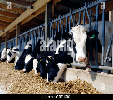 NEUE VA STIL HEIFER SCHEUNE / PENNSYLVANIA Stockfoto