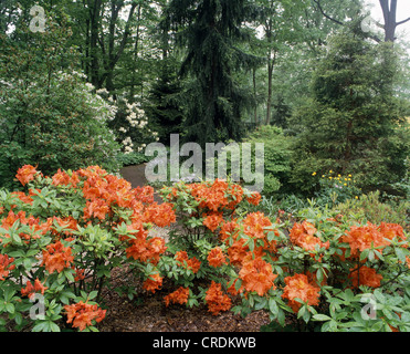 EXBURY HYBRID AZALEE (RHODODENDRON SP.) Stockfoto