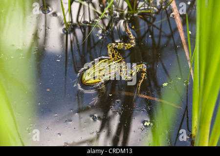 Essbare Frosch (außer kl. Esculentus), Finowfurt, Brandenburg, Deutschland, Europa Stockfoto