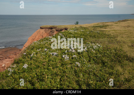 Ein Stuhl sitzt auf den roten Klippen in Hermanville, Prince Edward Island, Kanada. Stockfoto