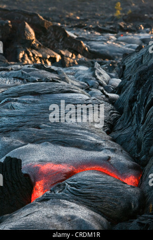 Geschmolzene Pahoehoe Art Lava fließt durch einen Riss in der East Rift Zone in Richtung Meer, Lavafeld des Vulkans Kilauea Schild Stockfoto