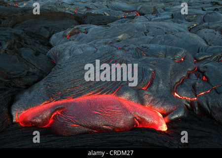 Geschmolzene Pahoehoe Art Lava fließt durch einen Riss in der East Rift Zone in Richtung Meer, Lavafeld des Vulkans Kilauea Schild Stockfoto