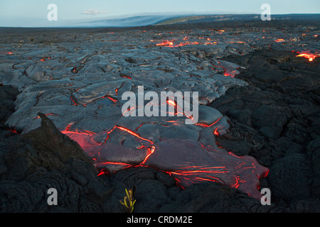 Geschmolzene Pahoehoe Art Lava fließt durch einen Riss in der East Rift Zone in Richtung Meer, Lavafeld des Vulkans Kilauea Schild Stockfoto