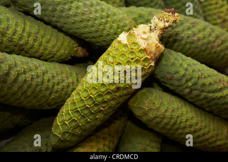 Ceriman, Schweizer Käse Pflanze, Split-Blatt Philodendron, Klappfenster Pflanze, Brotfrucht Rebe, Hurrikan Pflanze, Obstsalat Pflanze, mexikanische Brotfrucht (Monstera Deliciosa), Früchte auf dem Markt, Madeira, Funchal Stockfoto