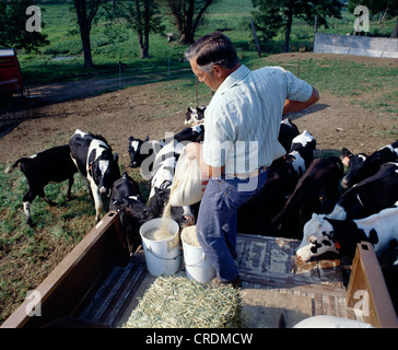 FÜTTERUNG FÄRSEN COB CHOP / PENNSYLVANIA Stockfoto