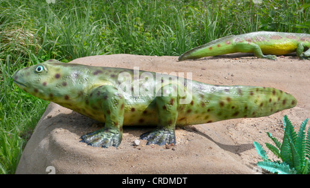 Acanthostega (Acanthostega), eines der ersten terrestrischen Tetrapoden Stockfoto