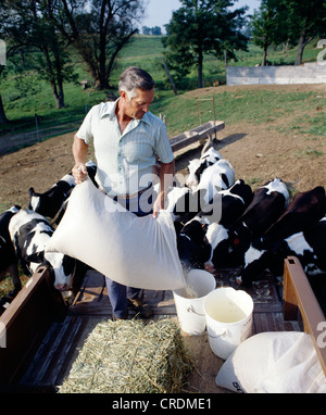 FÜTTERUNG HOLSTEIN FÄRSEN COB CHOP / PENNSYLVANIA Stockfoto