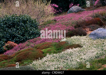 HEATHER UND HEIDEGARTEN PFLANZEN, HEIDE (ERICA CARNEA) STEHEN IN VOLLER BLÜTE Stockfoto