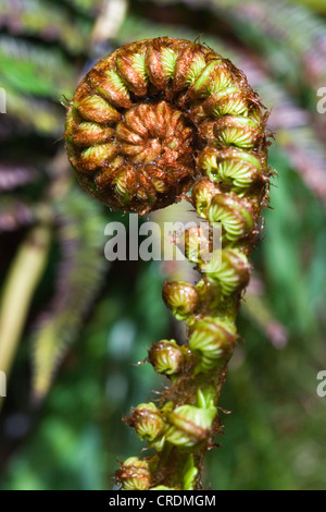 Wedel kurz vor unfurling, Baum-Farn (Cyatheales), Volcanoes-Nationalpark, Hawaii, USA Stockfoto