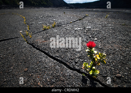 ʻōhiʻa Lehua (Metrosideros Polymorpha) wächst in erstarrter Lava auf dem Boden des Kraters der Blüte Stockfoto