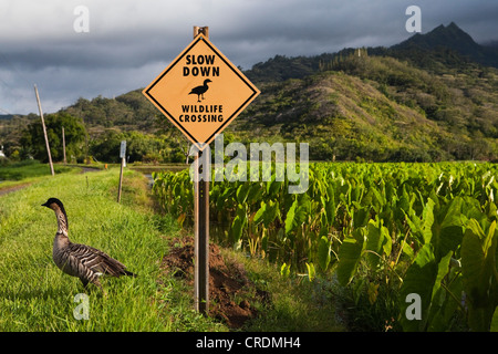 Nene oder hawaiianische Gans (Branta Sandvicensis), am Rande eines Feldes Taro, neben Schild Warnung vor wilden Tieren überqueren Stockfoto