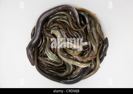 Aale gefangen in der oberen Elbe in der Nähe von Winsen Luhe, Niedersachsen, Deutschland, Europa Stockfoto