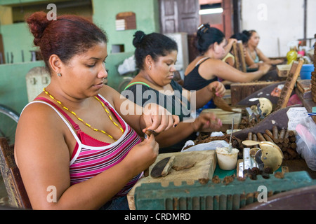 ArbeiterInnen in einer Zigarrenfabrik, mehr als 100 Frauen, die Arbeiten in der Fabrica de Tabaco Carlos Rodriguez Cariaga, Kuba Stockfoto