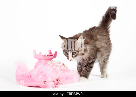 Junge norwegische Waldkatze neben ein rosa Telefon mit Pompons Stockfoto