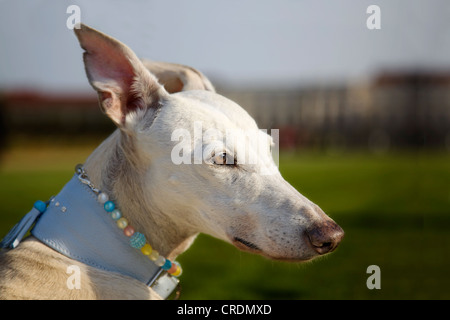 Spanischen Windhund, Galgo Espanol, Blick in die Ferne, Porträt Stockfoto