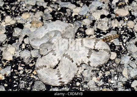Fleckige Felsen-Klapperschlange (Crotalus Lepidus Lepidus), Juno Road, Val Verde County, Texas, USA. Stockfoto