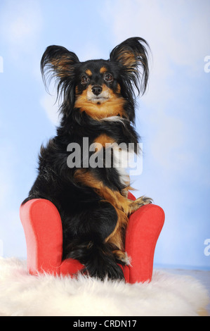 Papillon-Chihuahua kreuzen, Hybrid, sitzt auf einem roten Mini sofa Stockfoto