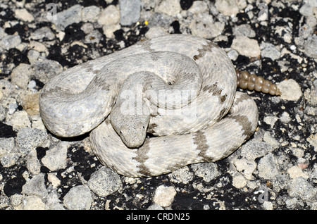 Fleckige Felsen-Klapperschlange (Crotalus Lepidus Lepidus), Juno Road, Val Verde County, Texas, USA. Stockfoto