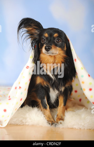 Papillon-Chihuahua kreuzen, Hybrid, liegen unter einer bunten Decke Stockfoto