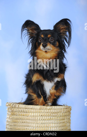 Papillon-Chihuahua Mischling, Hybrid, stehend in einem Korb Stockfoto