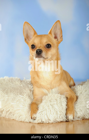 Chihuahua auf einem Schaffell liegend Stockfoto