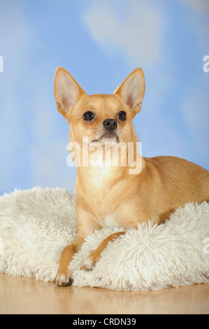 Chihuahua auf einem Schaffell liegend Stockfoto