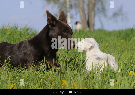 Australian Kelpie, Schokolade gefärbt, mit einem Parson Russell Terrier Welpen in einer Wiese Stockfoto