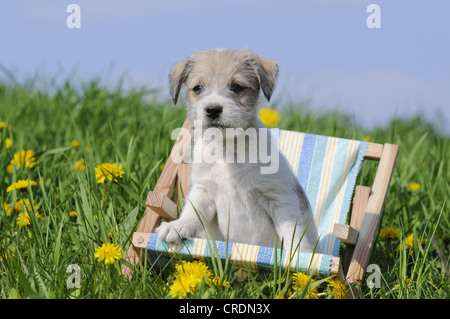 Parson-Russell-Terrier Welpen sitzen in einem Mini-Liegestuhl auf der Wiese Stockfoto