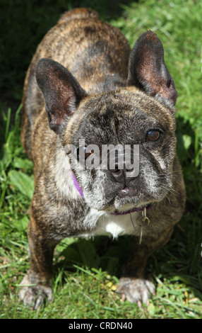 Eine Nahaufnahme von einem gestromte französische Bulldogge. Stockfoto