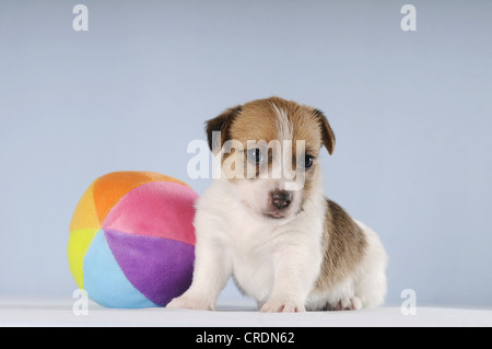 Jack Russell Terrier Welpe sitzt neben einem bunten ball Stockfoto