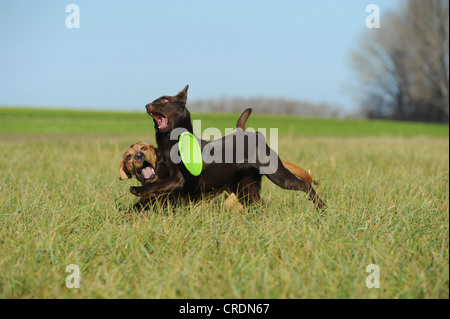 Gelber Labrador Retriever und eine Schokolade gefärbt Australian Kelpie auf eine Wiese mit einer Frisbee spielen Stockfoto