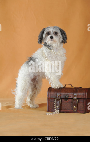 Chinese Crested Hairless Dog, Powderpuff, stehen mit den Füßen auf einem kleinen Koffer Stockfoto