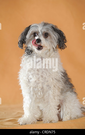 Chinese Crested Hairless Dog, Powderpuff, sitzen, seine Schnauze mit der Zunge lecken Stockfoto