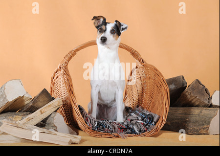 Parson Russell Terrier, sitzend in einem Korb zwischen Brennholz Stockfoto