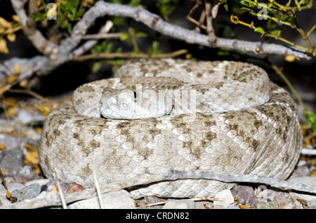 Western Diamond-backed Klapperschlange (Crotalus Atrox), schwarz Lücke Wildlife Management Area, Brewster County, Texas, Vereinigte Staaten. Stockfoto