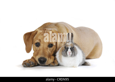 Labrador Retriever Welpen, gelb gefärbt und eine fleckige Zwerg Kaninchen Stockfoto