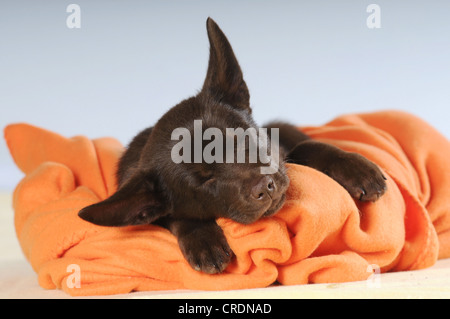 Australian Kelpie Welpen, Schokolade gefärbt, auf eine orange Decke schlafen Stockfoto