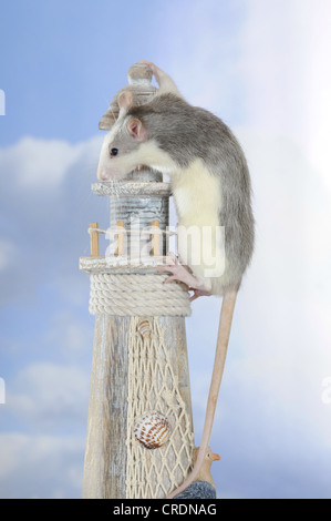 Ausgefallene Ratte, Husky farbig, einen Mini-Leuchtturm Klettern Stockfoto