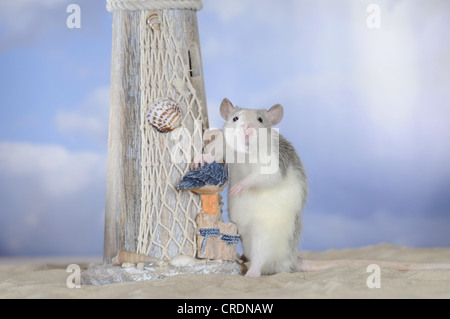 Ausgefallene Ratte, husky farbig, selbst gegen einen Mini-Leuchtturm zu unterstützen Stockfoto