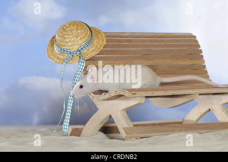 Ausgefallene Ratte, Creme farbig, auf einer kleinen Holzbank mit einem Sonnenhut Stockfoto