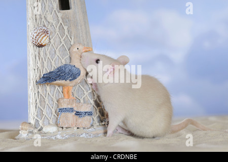 Ausgefallene Ratte, Creme farbig, auf Sand, schnüffeln an einem Leuchtturm Stockfoto