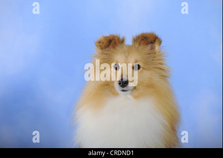 Sheltie, Shetland Sheepdog, Zobel farbig, Porträt Stockfoto