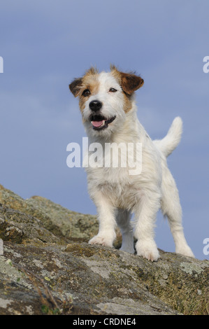 Jack Russell Terrier, auf Felsen stehend Stockfoto