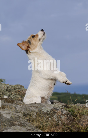 Jack-Russell-Terrier auf den Hinterbeinen stehend Stockfoto