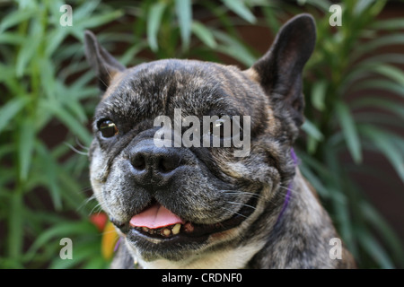 Eine Nahaufnahme des Gesichts eine gestromte farbige französische Bulldogge. Stockfoto