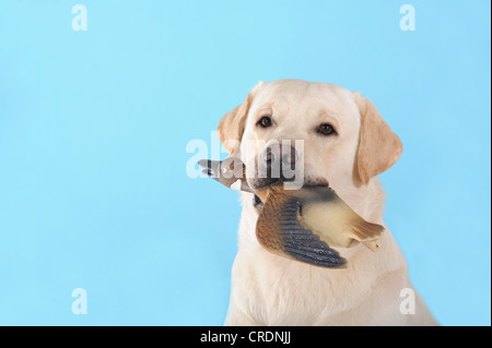 Gelber Labrador Retriever, Porträt, mit einer Gummiente im Maul Stockfoto