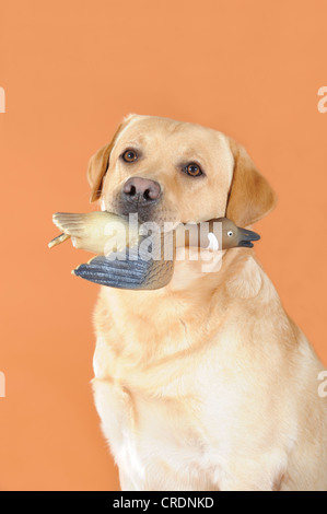 Gelber Labrador Retriever, Porträt, mit einer Gummiente im Maul Stockfoto