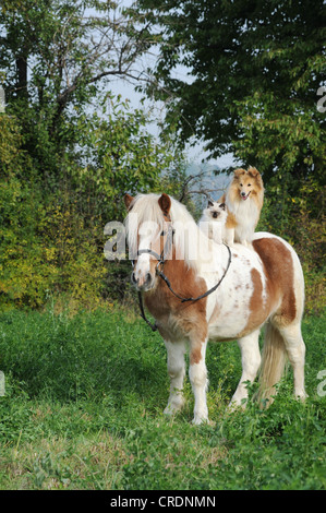 Amerikanische Shetland-Pony mit einem Shetland Sheepdog oder Sheltie und eine Birma Katze auf dem Rücken Stockfoto