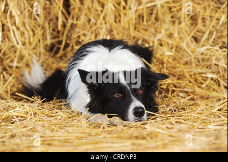 Border-Collie liegt das Stroh mit seinem Kopf auf dem Boden zwischen den Pfoten Stockfoto